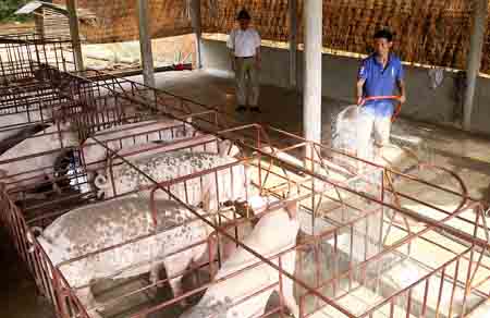 Cơ sở chăn nuôi lợn quy mô trên 100 con của gia đình anh Đỗ Trọng Lưu, thôn 1, xã Đại Lịch.
